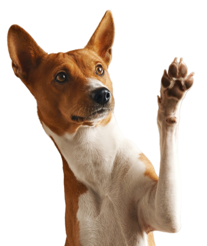 adorable-brown-white-basenji-dog-smiling-giving-high-five-isolated-white 2