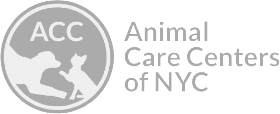 animal-cae